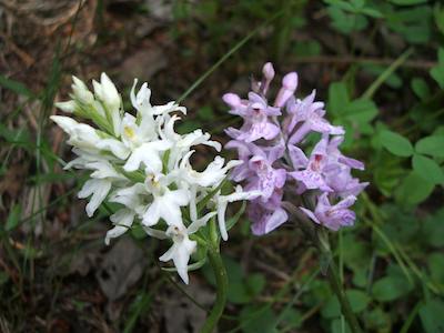 Orchidee In Viaggio A San Venanzo Grande Successo Di Pubblico Per L