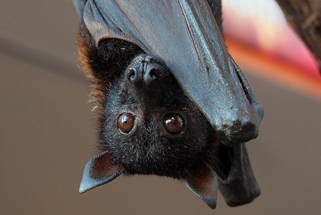 Al Museo del Fiore approfondimento e drammatizzazione guidata sui pipistrelli