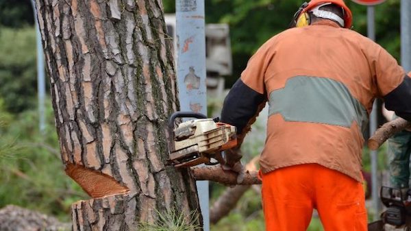 Taglio Di Alberi Pericolosi Traffico Interrotto Lungo La Strada Del