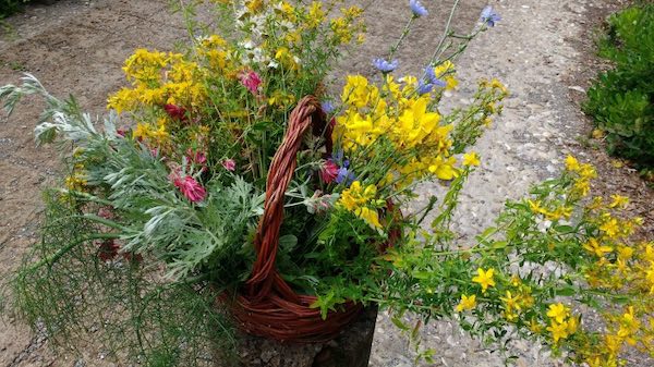 "I fiori di San Giovanni e le erbe dell'Acqua Odorosa ...