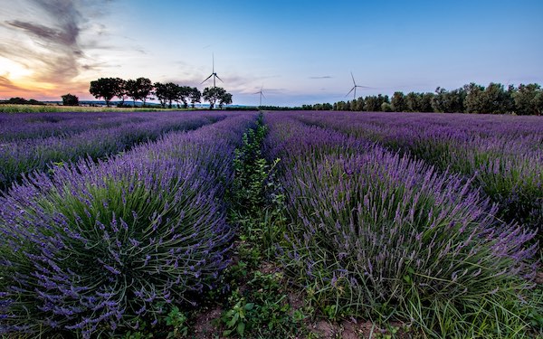 Tra antiche abbazie e campi di lavanda, in Tuscia si respira profumo di  Provenza