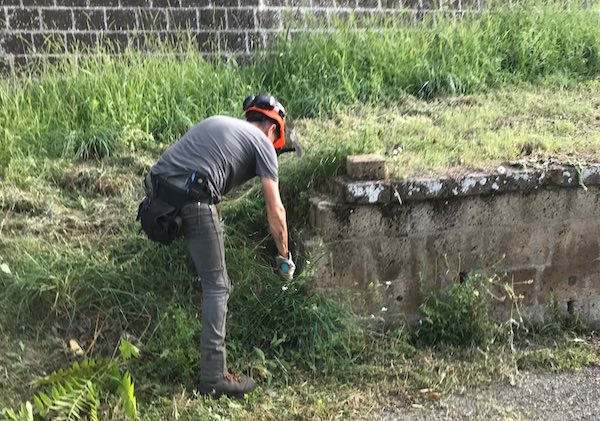 Taglio di rami e siepi sporgenti oltre le proprietà che si protendono sulle strade, c'è l'avviso del Comune