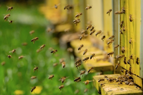 "A spasso con le api", pomeriggio alla scoperta dei preziosi insetti 