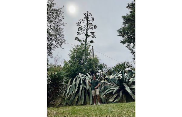 Nei giardini di "Case Nucci" fiorisce un'agave americana gigante 