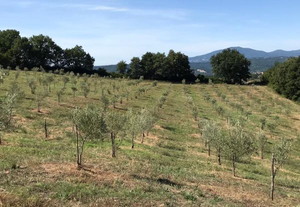 "Camminata tra gli Olivi" fino ad "Olea Mundi", a difesa della biodiversità