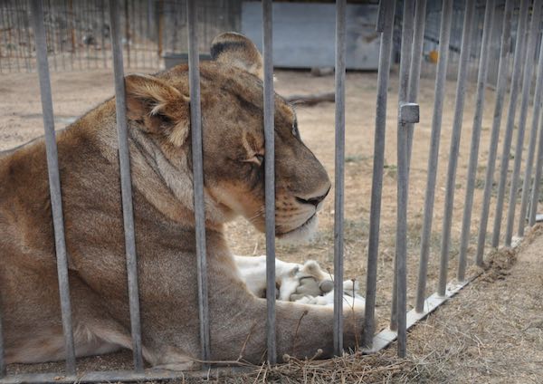 Presentato il progetto "La Casa degli Animali LAV" salvati da maltrattamenti