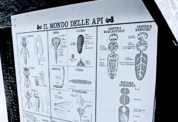 La Scuola Primaria viaggia tra lontane galassie, antichi conventi e operose api